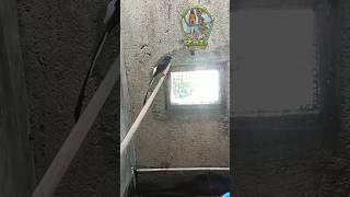 program produksi kembali, kawin selalu zonk