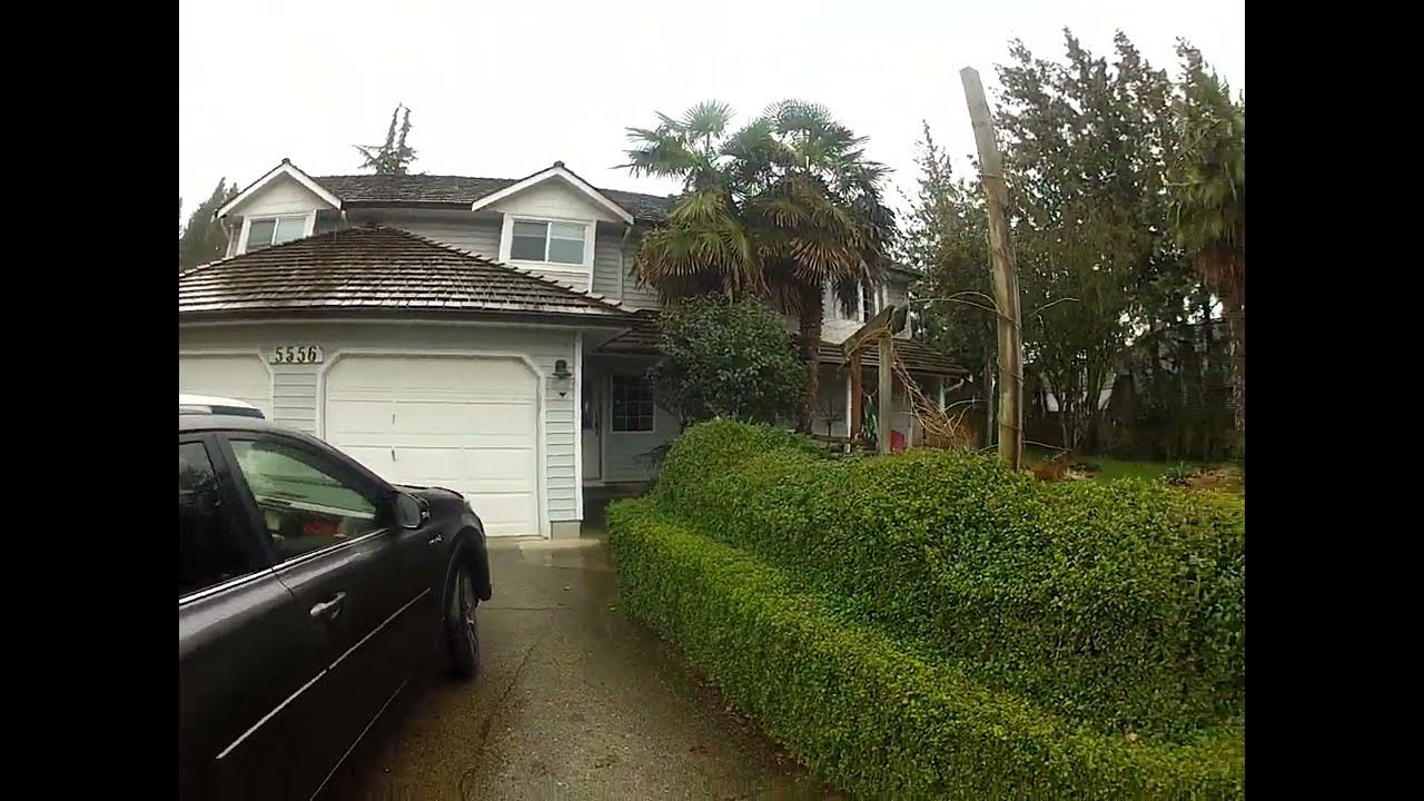 Mature Trachycarpus Palm trees in zone 8a/8b Cloverdale YouTube