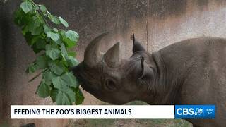 EXPLORING THE CALDWELL ZOO:  Staff gathers fresh browse for giraffes, elephants and rhinos