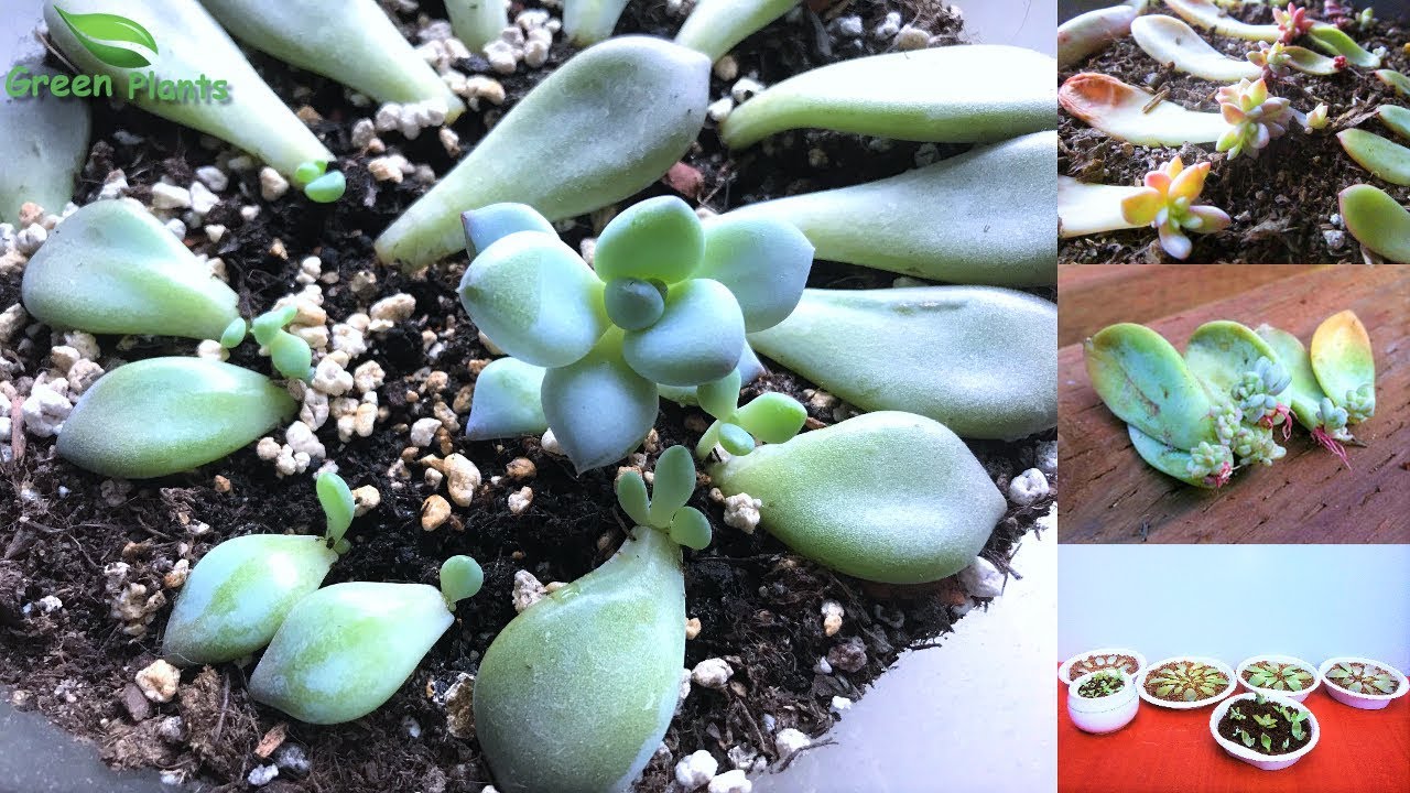 How to Get Lots of Succulents from a Succulent Plant Like a PRO//GREEN ...