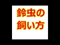 鈴虫の飼い方