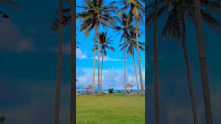 #shorts #pohonkelapa #katakatabijak #fyp #viral