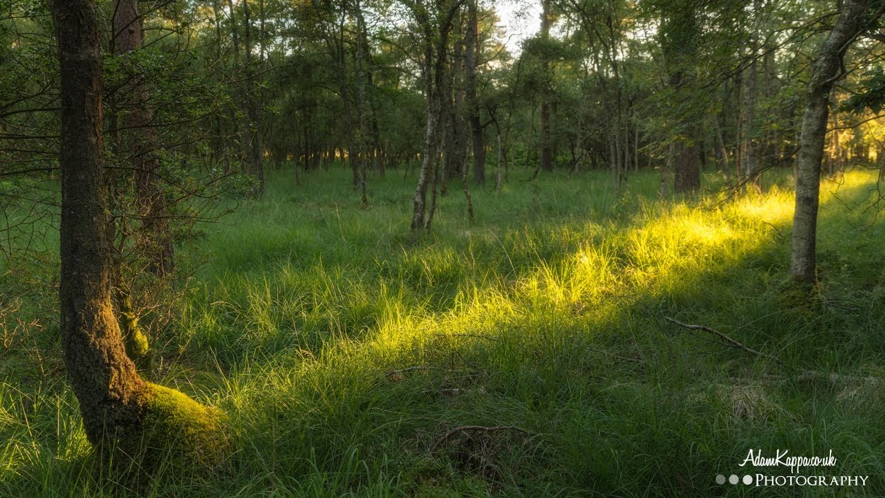 Light Through The Trees | (BTS) Landscape Photography