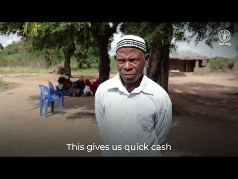 Empowering smallholder farmers for sustainable collective production Nivenhe de Mecutamala FFS