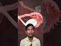 Fertilization।Human Reproductive System। Male Female Genetelia। Penis।Vulva। #biology #shorts