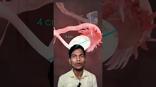 Period Fertilization।Human Reproductive System। Male Female Genetelia। Penis।Vulva। #biology #shorts