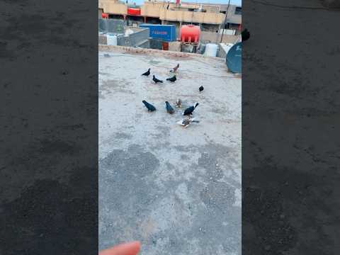 صعدت فوك حته اعلف الحمام شوفو شني شفت