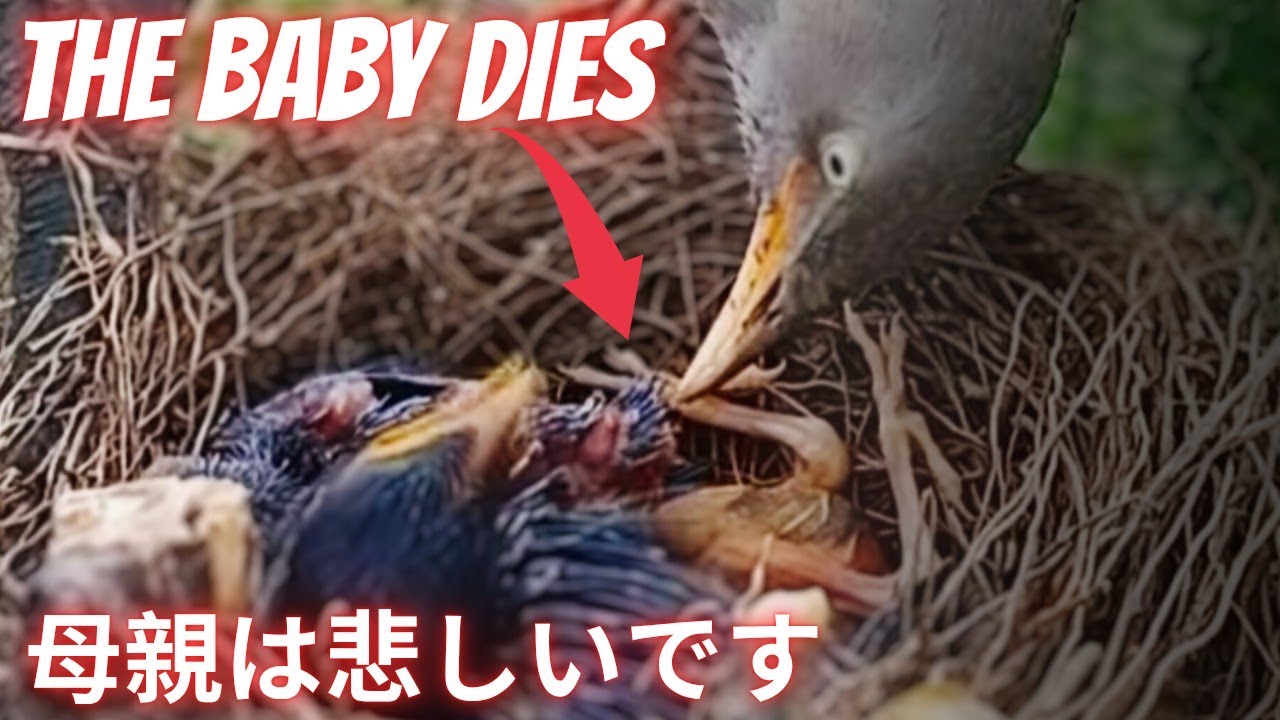 Bayinya Mati Akibat Makanan