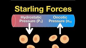 Starling Forces: Hydrostatic vs Oncotic Pressures and Edema