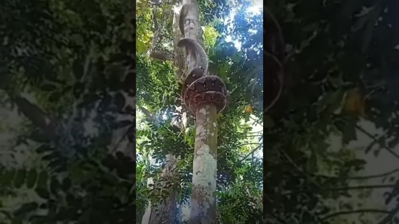 Snake 🐍 Climb 🪜 in Tree 🌴 Concertina ShortVideo 
