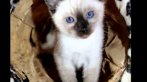 Watch the video about Siamese kittens to Clair de Lune