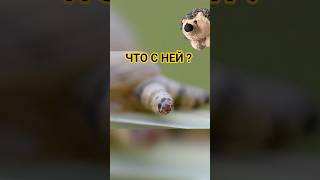 Она сама… улитка идёт на 💀