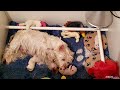 Caisse De Mis Bas Pour Chien