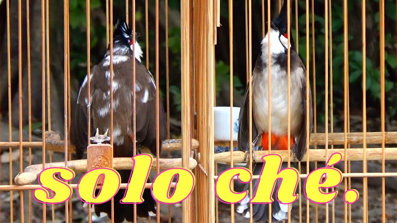 Khai Xuân Đầu Năm Thử Chim Cho Ae Đem Từ Hà Giang Về // Tuân Huệ VP.