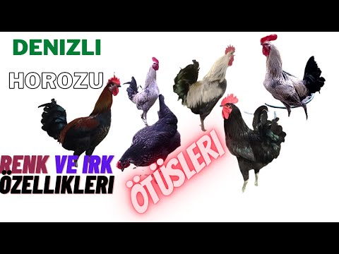 Denizli Horozu Özellikleri