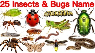 25 Insects and Bugs Name English and Hindi in Pictures | 20 कीड़े-मकोड़ों के नाम | Insects for Kids