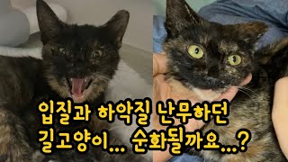 길고양이(예삐)구조 14일차! 어메이징한 놀라운 변화! 수의사쌤이 최소 1년은 걸린다던 사나운 길냥이 순화... 과연 꽁지집사는....????