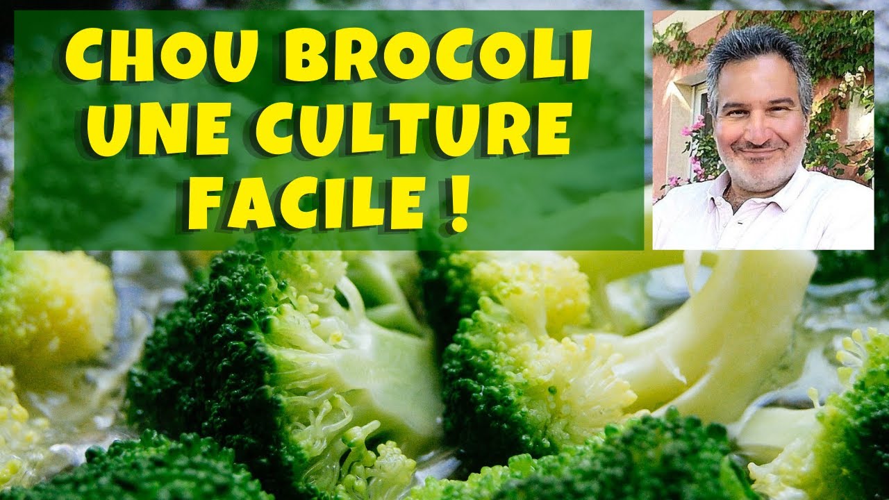 Chou brocoli : un super-aliment au jardin potager ! 🥦🥦🥦