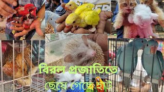 বিরল পাখিতে ছেয়েগেছে মিরপুর ১ পাখির হাট part2 | mirpur 1 pakhir hat#viral#pets