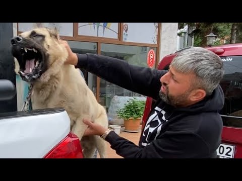 KANGAL BARON’U VETERİNERDE ZOR ZAPTETDİK