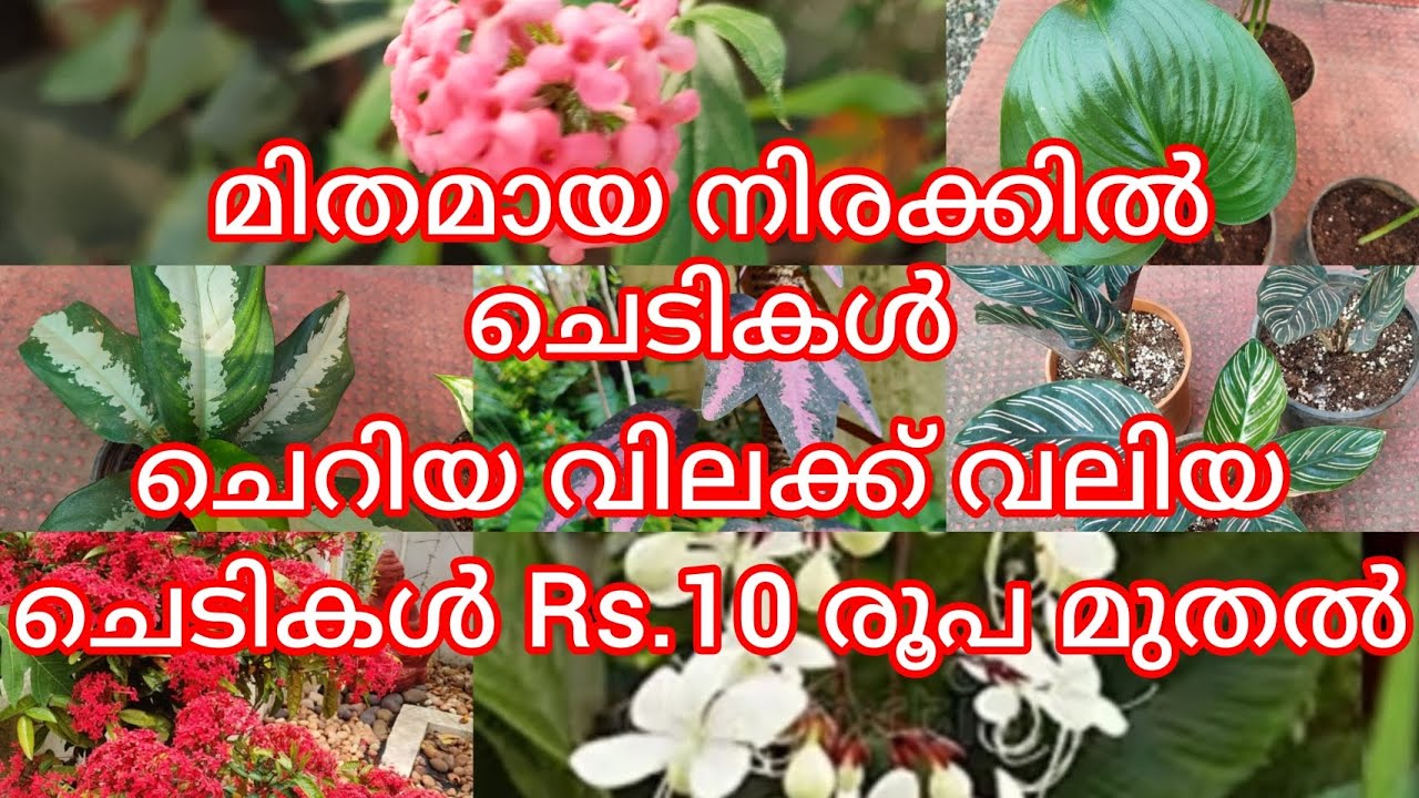 ചെടികൾ വൻ വിലക്കുറവിൽ /sale starting from rs10 /low cost plants sale ph9446493216