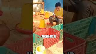 kegiatan vaksin medivac NB-IB DOC 🐔🥚