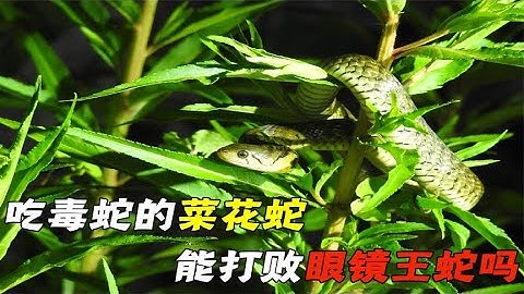 吃毒蛇的菜花蛇，能打败眼镜王蛇吗？谁才是蛇中之王？ #动物世界 #自然传奇 #大自然 #動物 #動物故事 #野生動物 #動物反殺 #万物有光