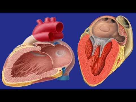 Left Atrial Enlargement: Causes And Symptoms