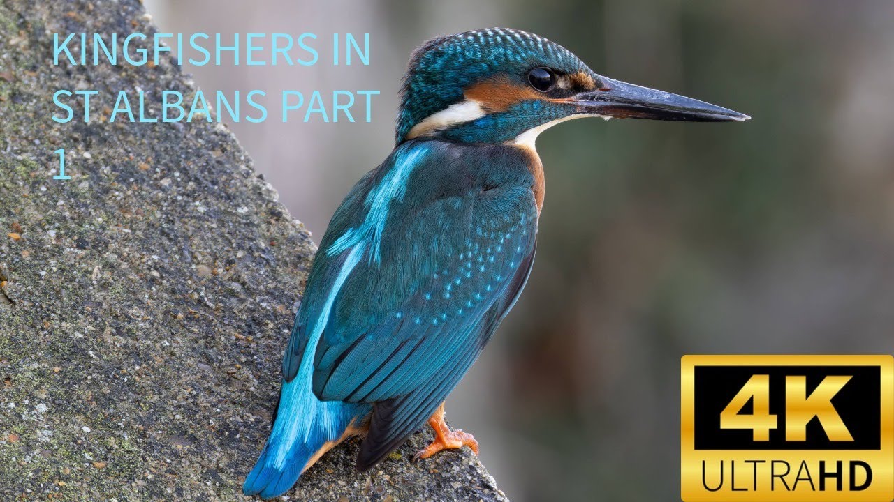 Kingfishers St Albans 4k Canon R7 & Canon 200 800 Part 1