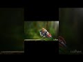 edit a bird using a rocket #birds #editing #edit #ibispaintx #manipulation #design