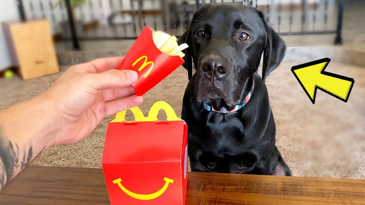 ЛАБРАДОР ПРОБУЕТ НАСТОЯЩИЙ ХЭППИ МИЛ ИЗ МАКДОНАЛЬДС!!