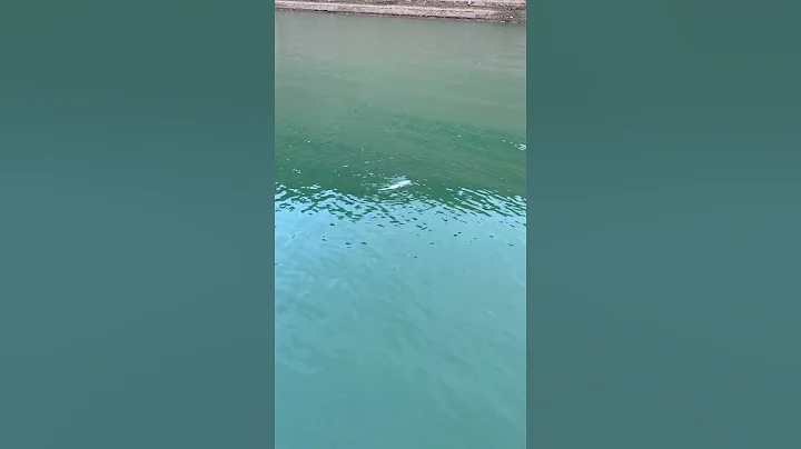 Matt Atkins Guide Service Finds Bass Eating Anothe...