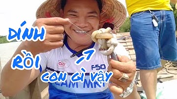 CÂU CÁ SÔNG CỔ CHIÊN TRÀ VINH TOÀN LÊN HÀNG ĐỘC LẠ