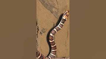 Rắn giúp bà con thoát nghèo | @thegioiran