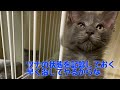 【メインクーン】014 ツナの状態ですTuna is sick