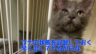 【メインクーン】014 ツナの状態ですTuna is sick