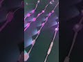 DC24V/36V IC:WS2811/UCS2904 Smart magic wifi Bluetooth led voice-controlled eave decorative light