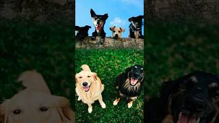 Most Popular Boy Dog Names Americans Love 🇺🇸🐾 #shorts #dogshorts #viral