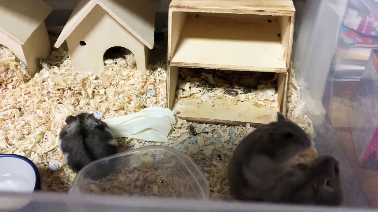 ハムスター ㅈ 女の子 3匹 Youtube