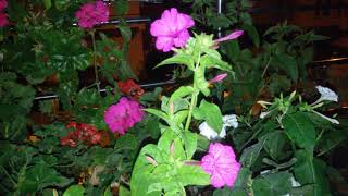 Akşam Sefası Çiçeği Bakımına Dair Herşeymirabilis Jalapa, Gece Sefası