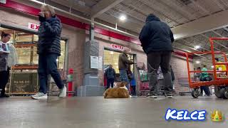 Corgi Dog Training | Fredericksburg Dog Obedience school | real results | puppy training | OBKS 