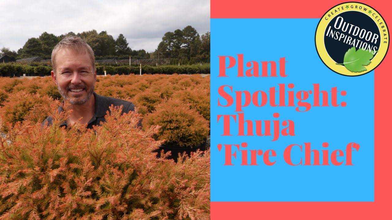 Spectacular Foliage! Fire Chief Thuja | Evergreen Shrub Spotlight