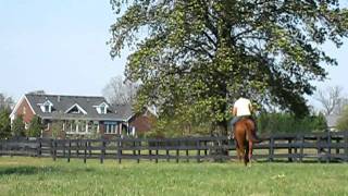 SD trot circle.AVI