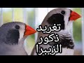 تعرف على أروع طفرات طائر الزيبرا و مسمياتها     