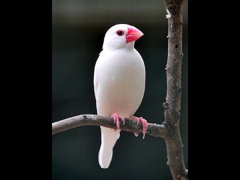 first bird pet Java sparrow Vlog#1
