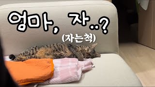 집사들이 자는 동안 고양이는 뭘할까? | 고양이 vlog | 캣초딩