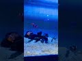 Nice Clownfish at my local aquarium store