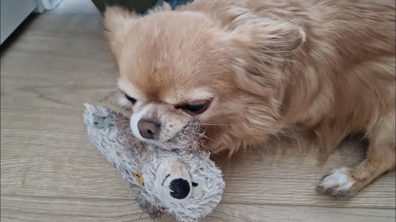 VI HAR MISTET KARLA🐶😭