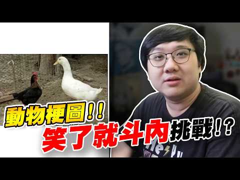動物梗圖！！只要笑了就斗內挑戰！！我才沒有笑！！【黑羽】