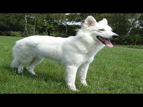 Video Tiếng Chó Sủa Gâu Gâu Hay và Tiếng Mèo kêu Meo Meo - youtube
